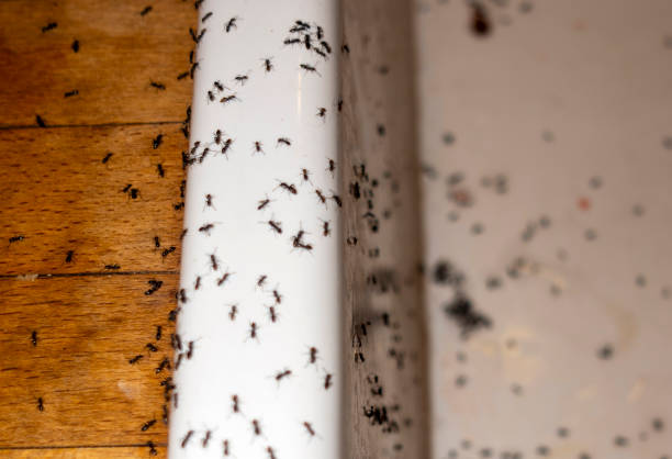 Best Termite Control Services  in Cave Junction, OR
